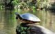 Turtle1